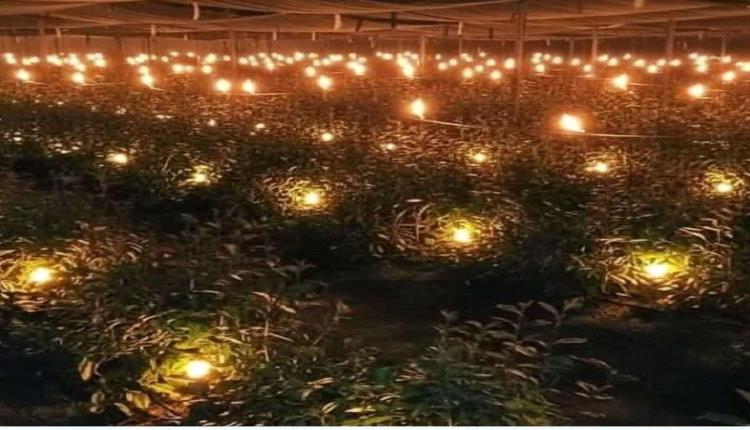 موجة برد تضرب المناطق الجبلية… مزارعو القات يشعلون النيران لحماية محاصيلهم