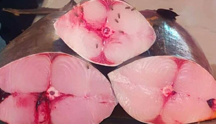ارتفاع جنوني في أسعار السمك بعدن