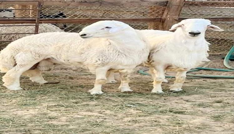 كبش ينهي حياة طفل صغير في الحديدة