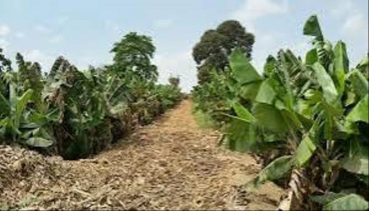 أبين تواجه حرائق المزارع بلا سيارات إطفاء!