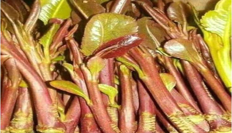 أسعار القات تقفز بشكل غير مسبوق في عدن