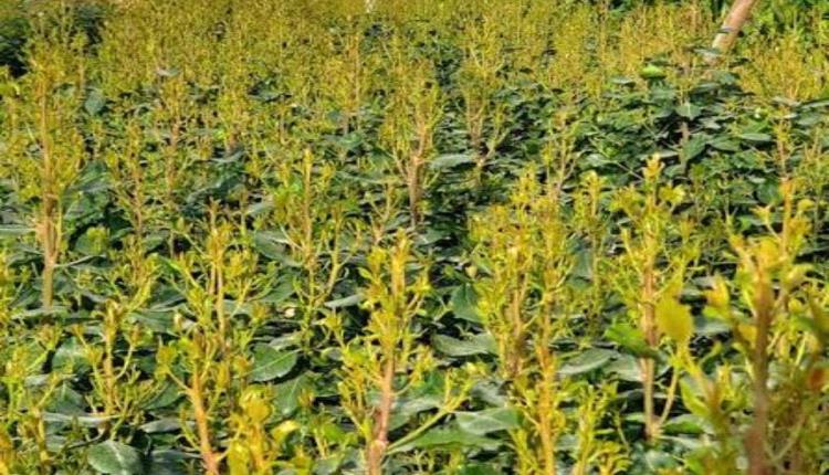 قتيل وجُرحى في اشتباك مسلح بسبب محاولة سرقة جربة قات