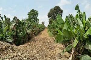 أبين تواجه حرائق المزارع بلا سيارات إطفاء!