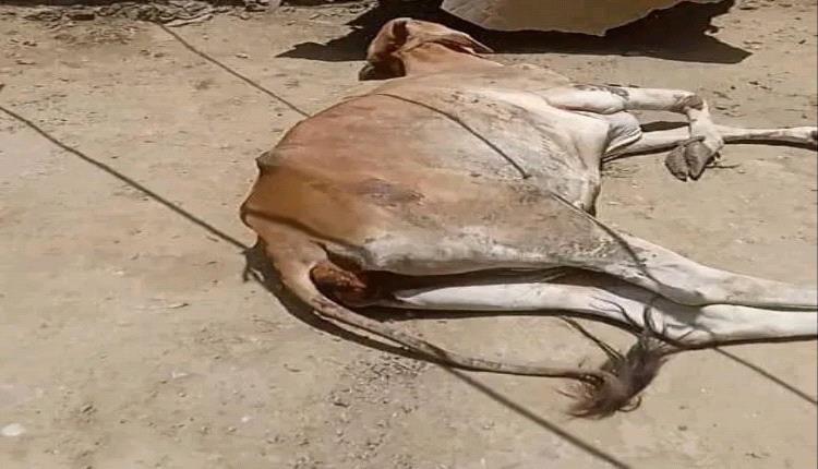 شرطة تعز تضبط شخصين متهمين بذبح بقرة "نافقة" وتسويق لحومها للاستهلاك الآدمي بنجد قسيم