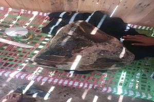 العثور على 13 كيلوغرامًا من العنبر وبيعها فورًا بـ700 ألف ريال سعودي في سقيا باب المندب