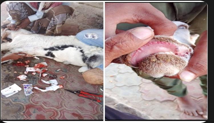 تحذير هام من مكتب الزراعة والري بمحافظة أبين ممثلاً بإدارة الصحة الحيوانية والحجر البيطري