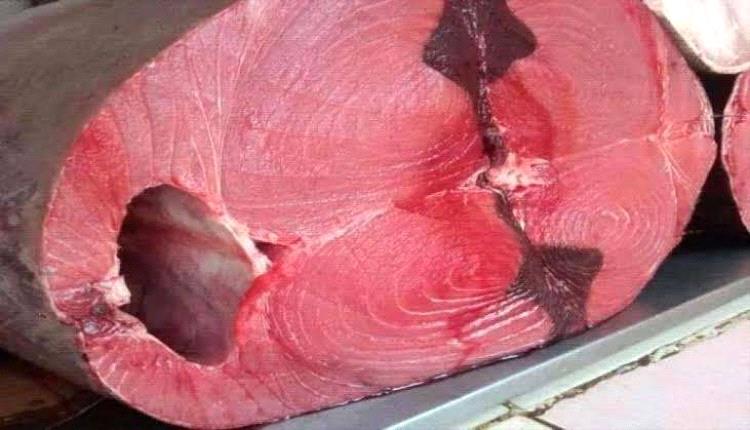 مواطنو عدن يشكون غلاء الأسماك وسط تدهور الأوضاع المعيشية