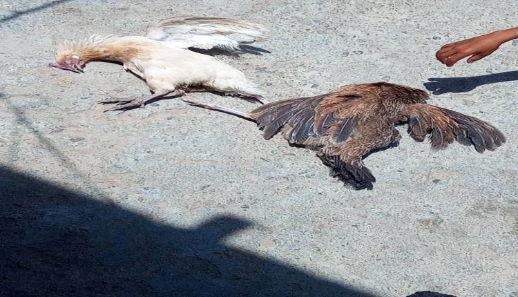 مرض غامض يهدد الثروة الداجنة في وادي الفقير بالمسيمير.. والأهالي يناشدون تدخلاً عاجلاً لكشف أسبابه ووقف انتشاره