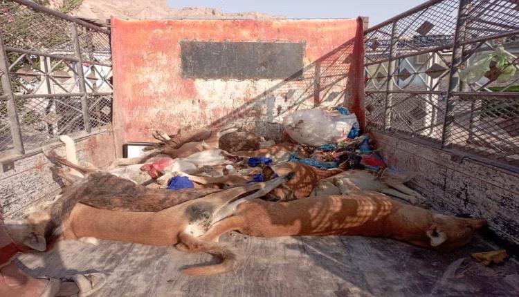 استمرار حملة مكافحة الكلاب الضالة بمديرية القطن حفاظًا على الصحة العامة
