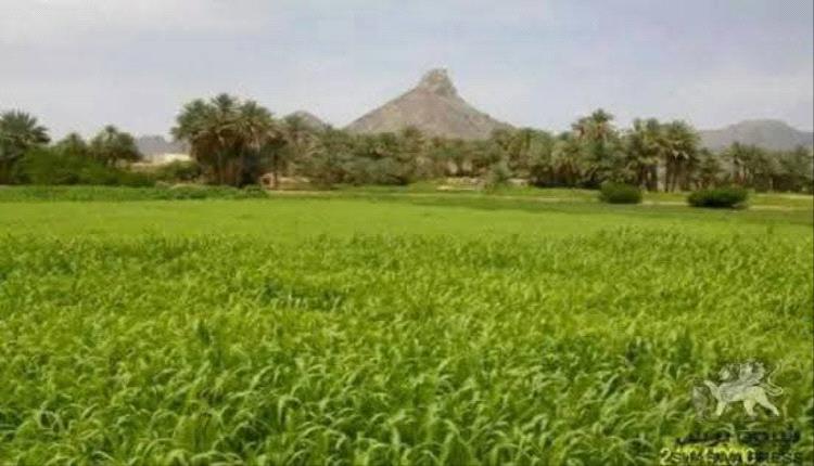 أكثر من ألف حالة زواج في بيحان خلال أيام العيد تعكس نجاح جهود تيسير الزواج