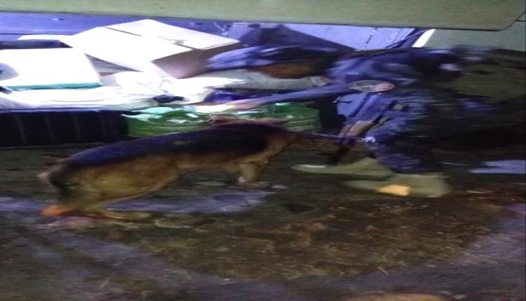 أبين.. حملة ميدانية لتفتيش المداخل وتفعيل الكلاب البوليسية لمكافحة المخدرات