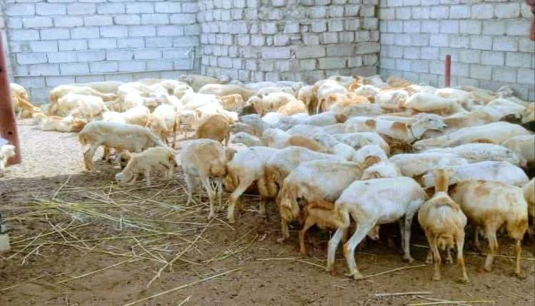 تدشين توزيع الثروة الحيوانية للمشاركين في برنامج تربية وصحة الحيوان بمحافظة لحج