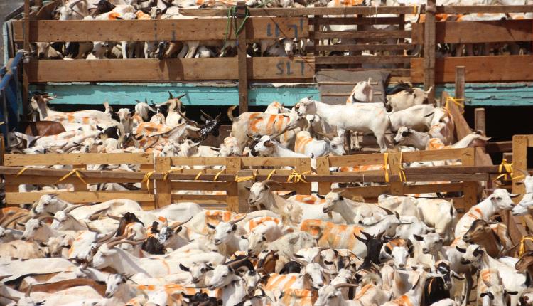 ميناء المكلا يستقبل آلاف الأغنام القادمة من الصومال لتلبية احتياجات السوق المحلية