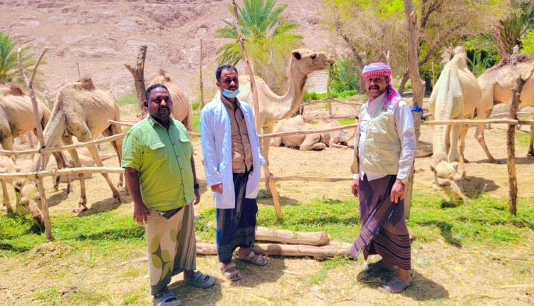 لجنة ميدانية بتريم تنفذ حملة تفتيش على المواشي المخصصة للأضاحي وتحجز عدداً من الجمال غير الصالحة للذبح