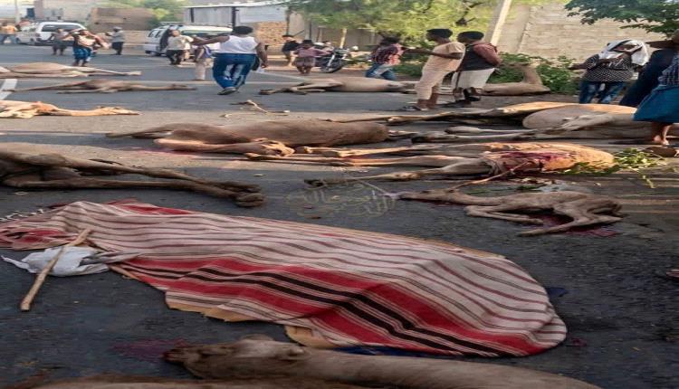 وفاة راعٍ ونفوق 12 رأساً من الإبل في حادث دهس مروع على خط تعز - التربة