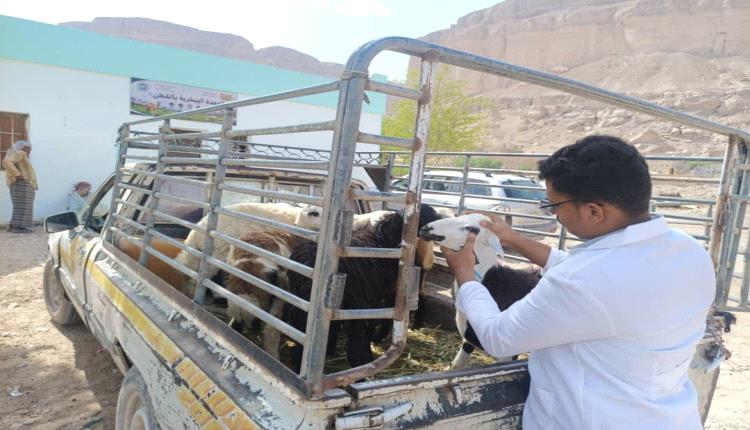 الوحدة البيطرية بمديرية القطن تستأنف استقبال الحالات المرضية ضمن نشاطها اليومي