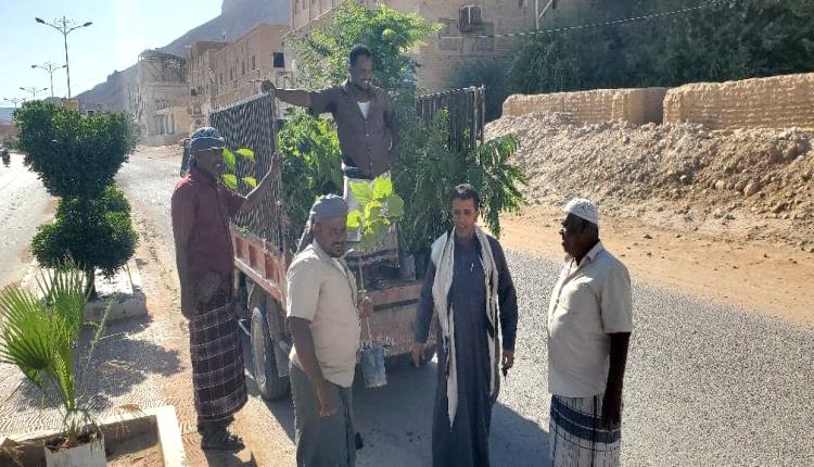 وحدة النظافة والتحسين بمديرية القطن تنفذ حملة تشجير بالشوارع العامة بالمديرية